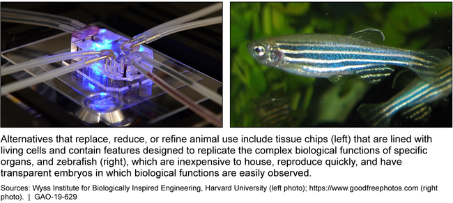 Examples of Methods to Replace, Reduce, or Refine Animal Use in Research