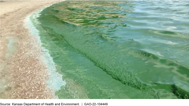 A harmful algal bloom in Milford Lake, Kansas, made the water appear bright green