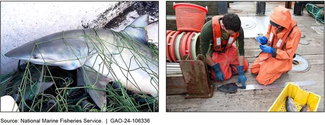 Shark Bycatch and Fisheries Observers Working aboard a Fishing Vessel