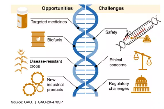 Graphic showing how CRISPR gene editing works.