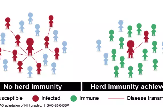 Graphic showing how herd immunity works.