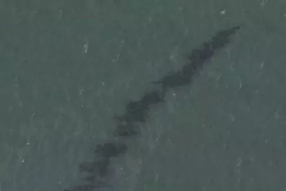 NOAA aerial photo showing oil spill in Gulf of Mexico after Hurricane Ida (2021)